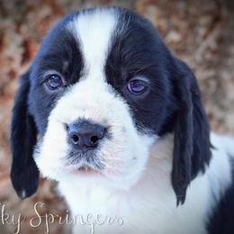 Boy 7 - Black and white male English Springer Spaniel puppy in Great Falls, Montana from Big Sky Springers