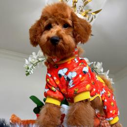 GEORGIE - Red male Maltipoo puppy in Sugar Land, Texas from Celebrity Maltipoos