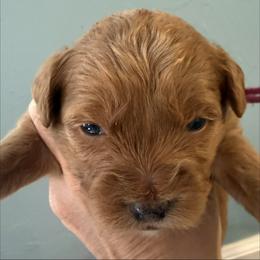 Jelly Bean - Red  female Goldendoodle puppy in G AI Nesville, Florida from Valentine Kennels