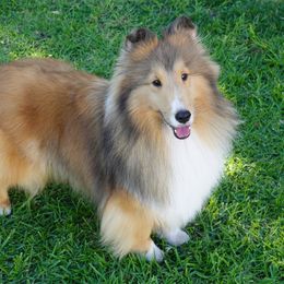 Girl 1 - female Shetland Sheepdog puppy in Granada Hills, California from Aratone