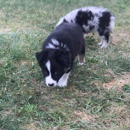 Australian Shepherd Puppies from Shadow's Aussie Crossing