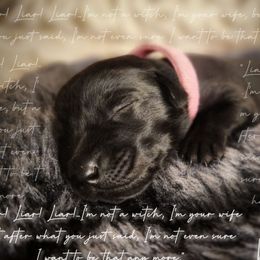 Valerie - Black female Labrador Retriever puppy in Cocoa, Florida from Harrison's Lakeside Labradors LLC