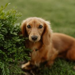 Dachshund Puppies from Loyal Lil Dachshunds