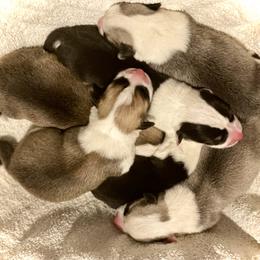 Boy 3 - Red male Pembroke Welsh Corgi puppy in Woodland, Washington from MB Acres Corgis