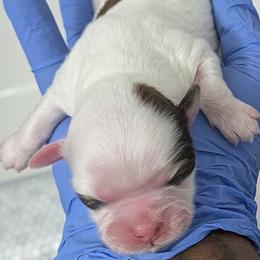 Shihpoo and Shih Tzu Puppies from Pattersons Luv K-9s