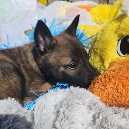 Tan - Fawn sable male Belgian Malinois puppy in Boise, Idaho from Wings of Freedom Retrievers and Malinois