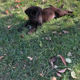 Dilute Retriever and Labrador Retriever Puppies from CKB Labradors