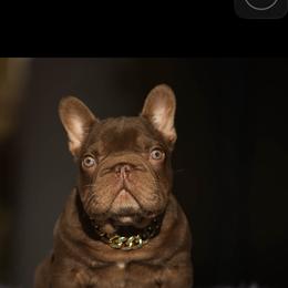 Henry - Blue fawn male French Bulldog puppy in Ben Lomond, Arkansas from Miesha Carver's Bulldogs