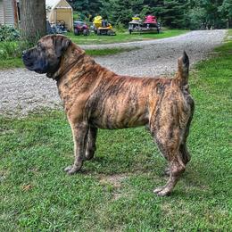 Edwin - Boerboel