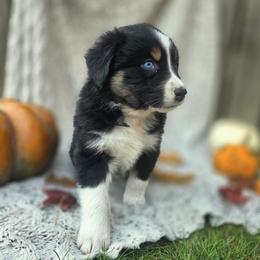 Australian Shepherd Puppies from Steady Aim Aussies