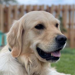 Hero - Golden Retriever