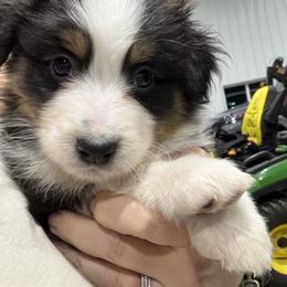BTM - Black tri-color male Australian Shepherd puppy in Manchester, Iowa from Lone Willow Aussies