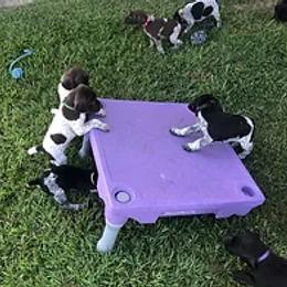 German Shorthaired Pointer Puppies from Ballard Gun Dogs