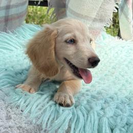 RUSSIAN BOY - Cream male Dachshund puppy in Decatur, Mississippi from KP Dachshunds