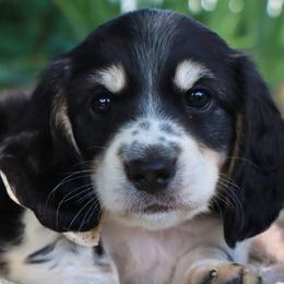 Pebble - Piebald male Dachshund puppy in Wakarusa, Indiana from PuppyLove Dachshunds