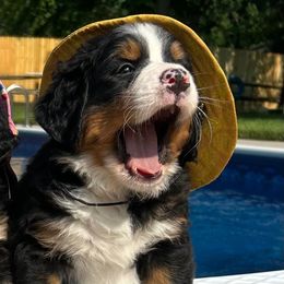 Bernese Mountain Dog Puppies from Baby Berners