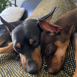 Miniature Pinscher All Grown Up from LA MINI PINS