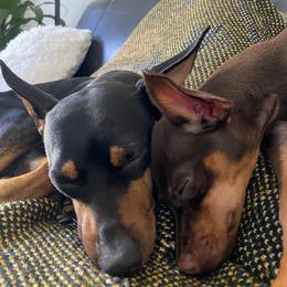 Miniature Pinscher All Grown Up from LA MINI PINS