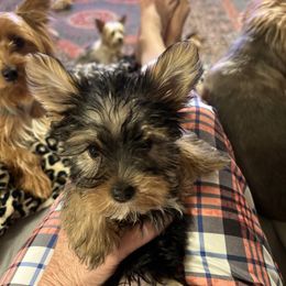 Girl 2 - Black and tan female Yorkshire Terrier puppy in Scranton, Arkansas from Trennas Rotten Yorkies