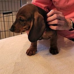 Dachshunds from Palmetto Moon Kennel