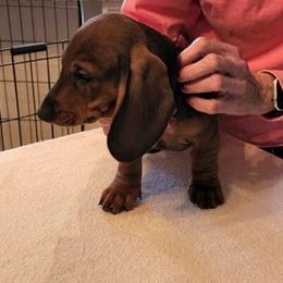 Dachshunds from Palmetto Moon Kennel