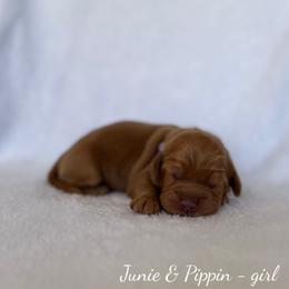 Reef - Caramel female Australian Labradoodle puppy in Belding, Michigan from Rutu Australian Labradoodles