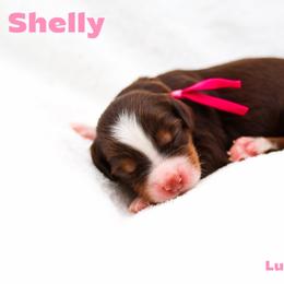 Shelly - Chocolate female Australian Labradoodle puppy in Diamond Bar, California from Furrytaildoodles