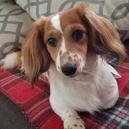 Penny - Dachshund