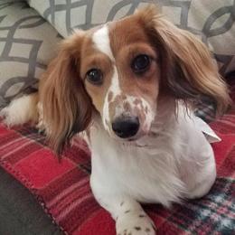 Penny - Dachshund