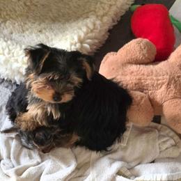 Mason - Black and tan male Yorkshire Terrier puppy in Grafton, West Virginia from Gemstone Kennel