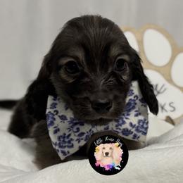 Buzz Lightyear - Cream male Dachshund puppy in Dothan, Alabama from Little House Pups