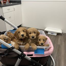 Goldendoodle Puppies from Loving Hearts Goldendoodles