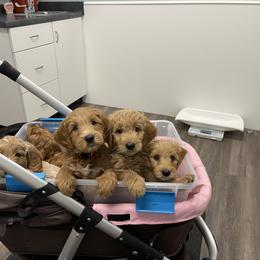 Goldendoodle Puppies from Loving Hearts Goldendoodles