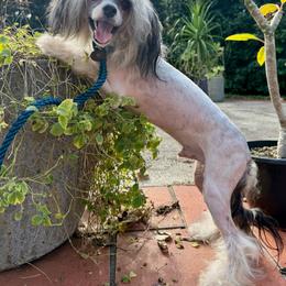 Dhanvin - Sable male Chinese Crested puppy in Lutz, Florida from Halcyon Chinese Cresteds