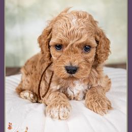 Nathan - Red and white male Cockapoo puppy in Connersville, Indiana from Deaz Doodle Ranch