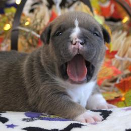 Blue Collar - Blue male American Bully puppy in Easton, Maryland from Night Court Bullies