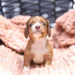 Fridge - Red male Dachshund puppy in Eaton, Ohio from Miniature Alphas Dachshunds