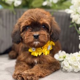 Coffee - Sable female Cavapoo puppy in Apple Valley, California from Fletcher Fuzzy Friends