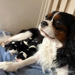 Cavalier King Charles Spaniel puppies from Carroll’s Cavaliers