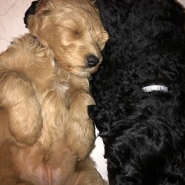 Bernedoodle and Goldendoodle Puppies from Saratoga Goldendoodles