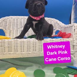 Cane Corso Puppies from God Of War Cane Corso