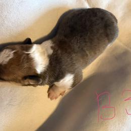 Boy 3 - Sable male Pembroke Welsh Corgi puppy in Sterling, Connecticut from Corgi Cottage
