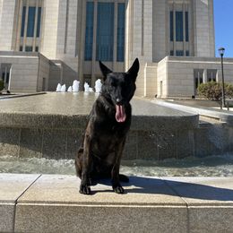 Tyson - Dutch Shepherd