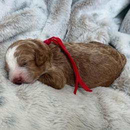 Red Boy - Red and white male Cockapoo puppy in Fort Gibson, Oklahoma from Waggle Doodles