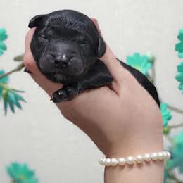 Teal - Black female Goldendoodle puppy in Byron, Georgia from Southern Olive Doodles 🫒