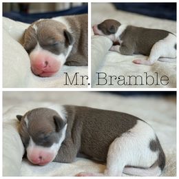 Mr. Bramble - Blue fawn male Italian Greyhound puppy in Texas from Italian Greyhounds of Frisco