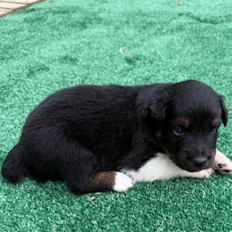 Michael - Black tri-color male Australian Shepherd puppy in Mount Vernon, Texas from RJ's Aussie Posse