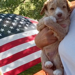 Poodle Puppies from Southwest Standards