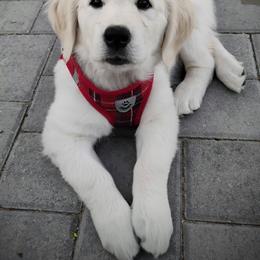 Red collar girl - Light golden female Golden Retriever puppy in Rochester, Washington from Grand Mound Goldens