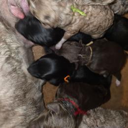 Peanut - Brown and white male Aussiedoodle puppy in Lithia, Florida from Waterford Doodle Farm